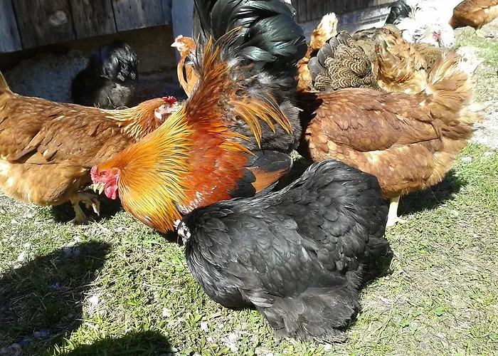 Agroturismo Schusterhof